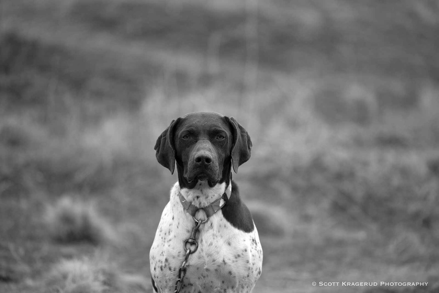 GSPCI | UPDATE - 2024 GSPCI / Idaho Brittany Club Hunt Test